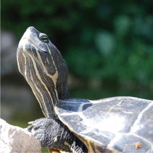 2010 - ilaria crudo - Pace