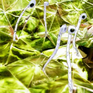 2011 (Privacy) - Daniela Tzvetkova - La privacy dell'invasione