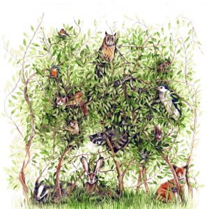 2011 (Privacy) - Giusi Alghisio - La siepe