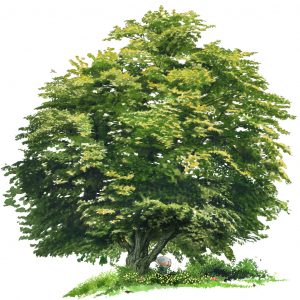 2011 (Privacy) - Massimo Demma - Privacy campestre