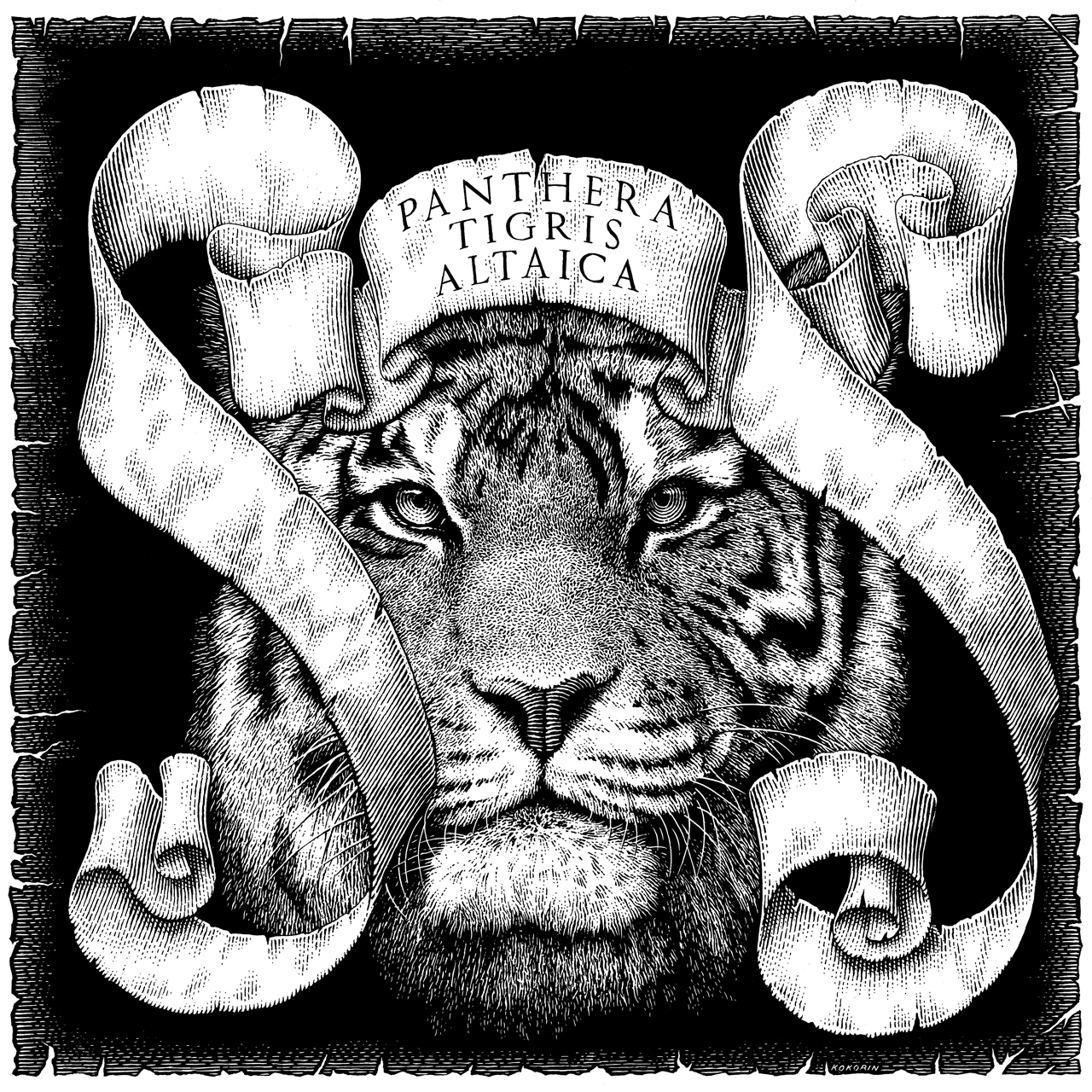 Andrey Kokorin - Panthera Tigris Altaica (Tapirulan Illustrators Contest SOS)