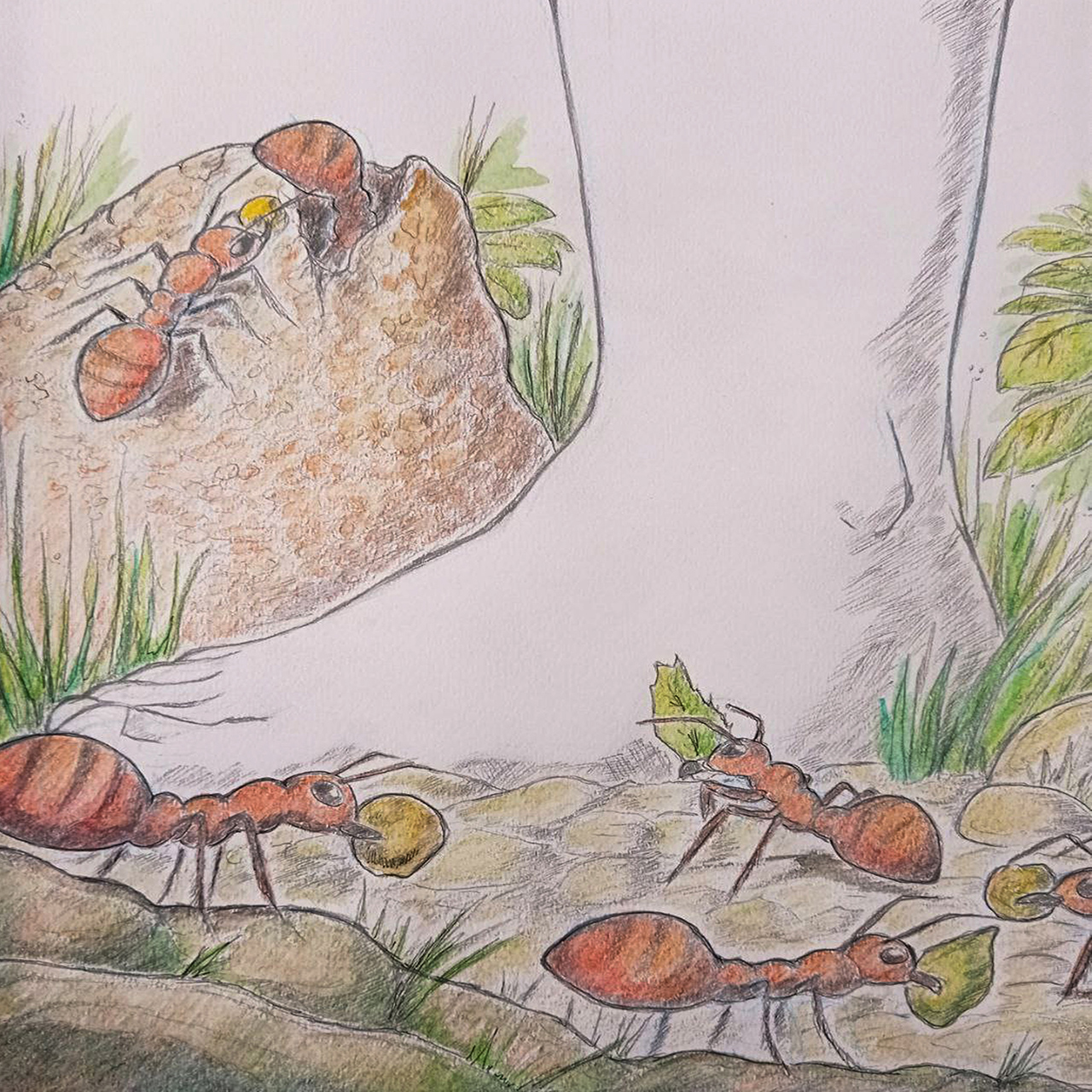 2021-9045 - Alessandra - Caffè - Formica