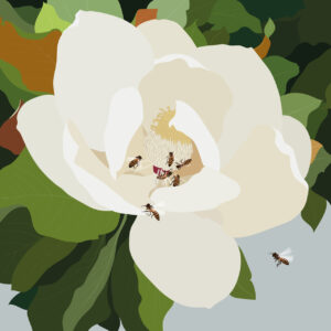 2024 - ilaria gibertini - Magnolia in fiore